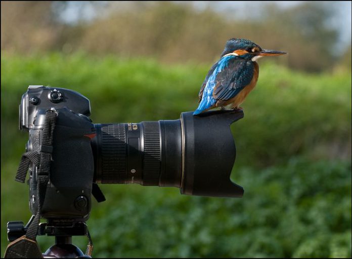 environmental-journalism